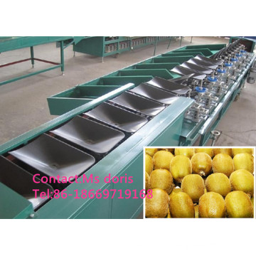 Automatic Kiwi Depilator and Sorting Machine/Fruit Sorting Machine